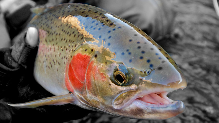 shutterstock_89025472